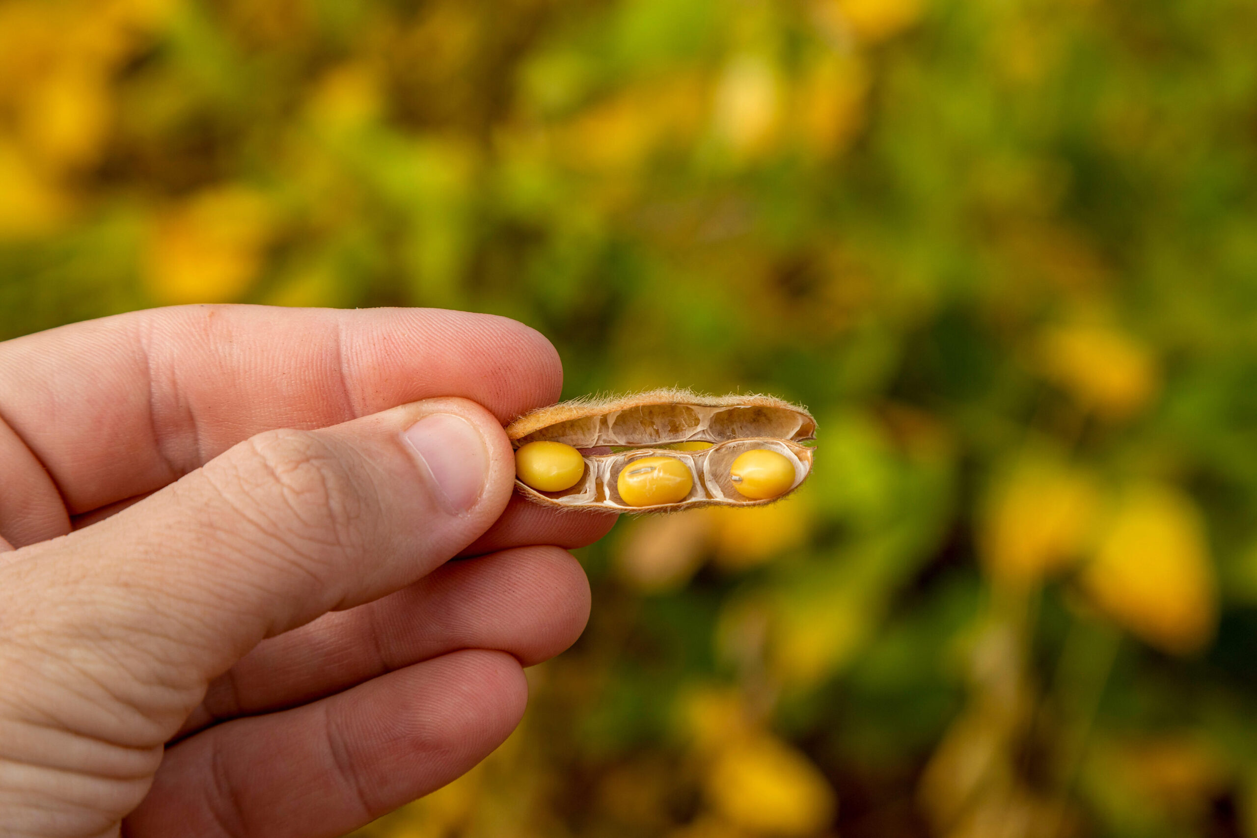 vagem com grão de soja, atividades agrícolas